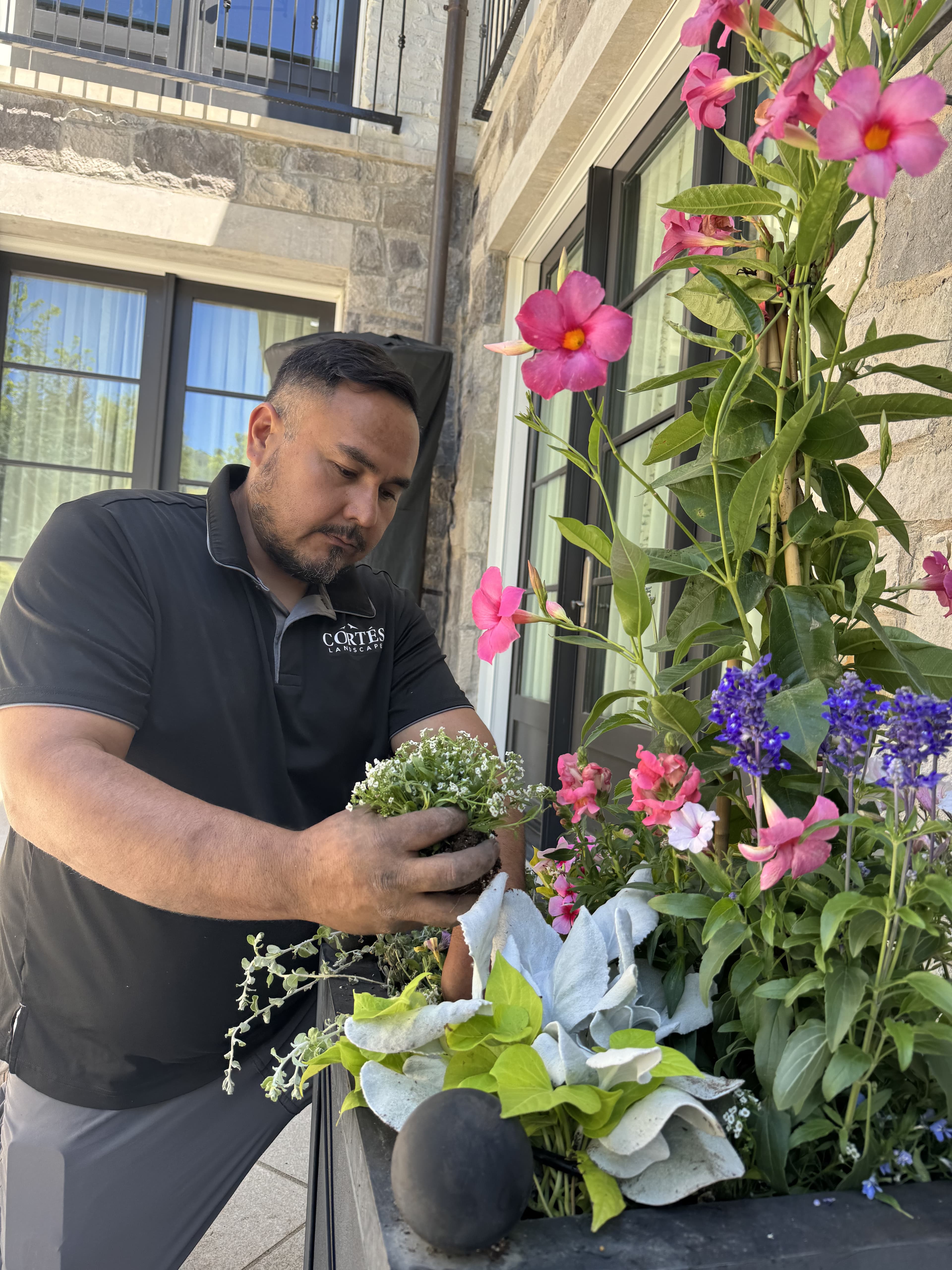 Landscaper in a black polo shirt planting white flowers into a large, colorful outdoor planter.